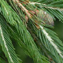 Image of Mount Morrison Spruce