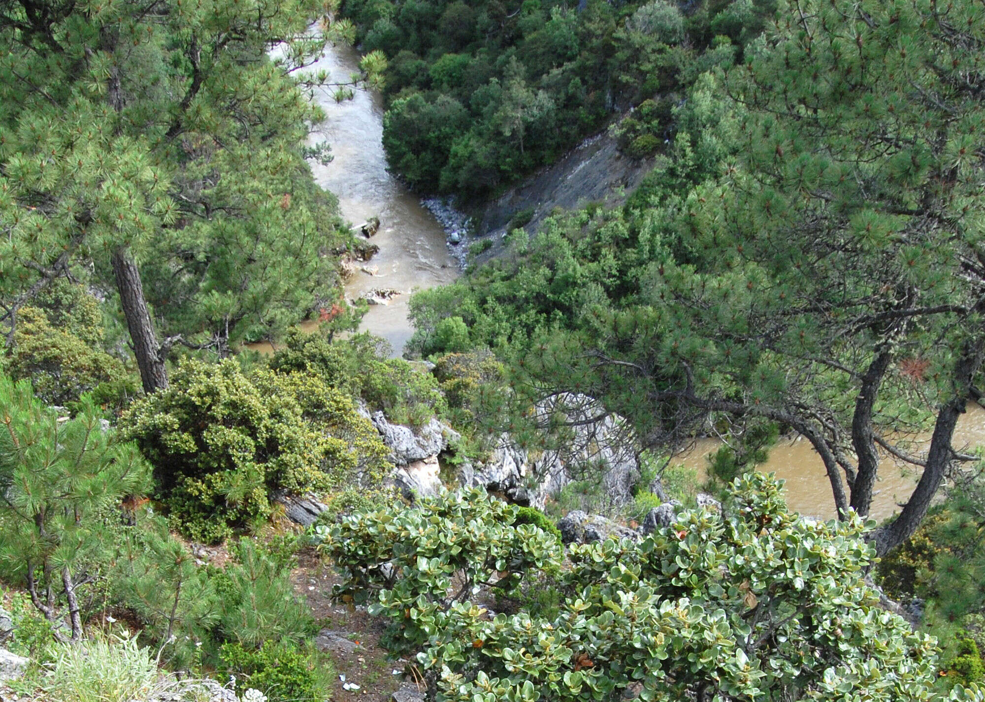 Image of Gaoshan Pine