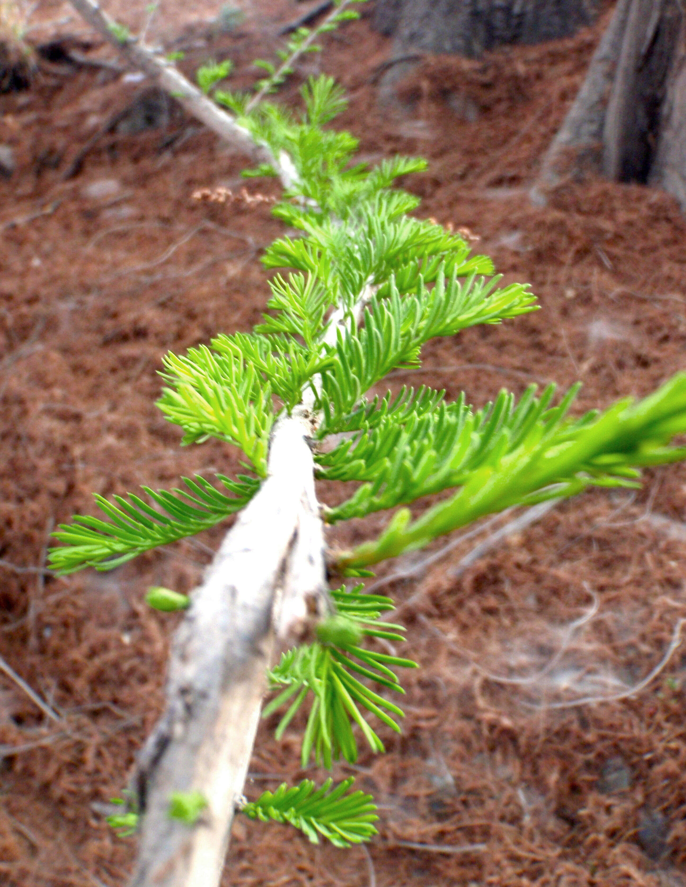 Image of bald cypress