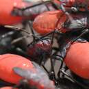 Image of Red-shouldered bug