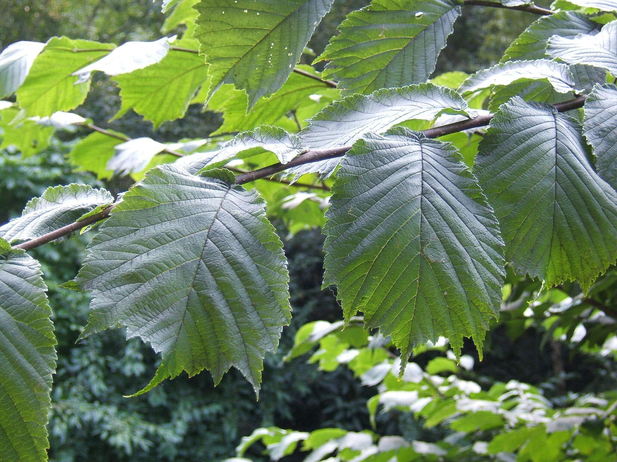 Imagem de Ulmaceae