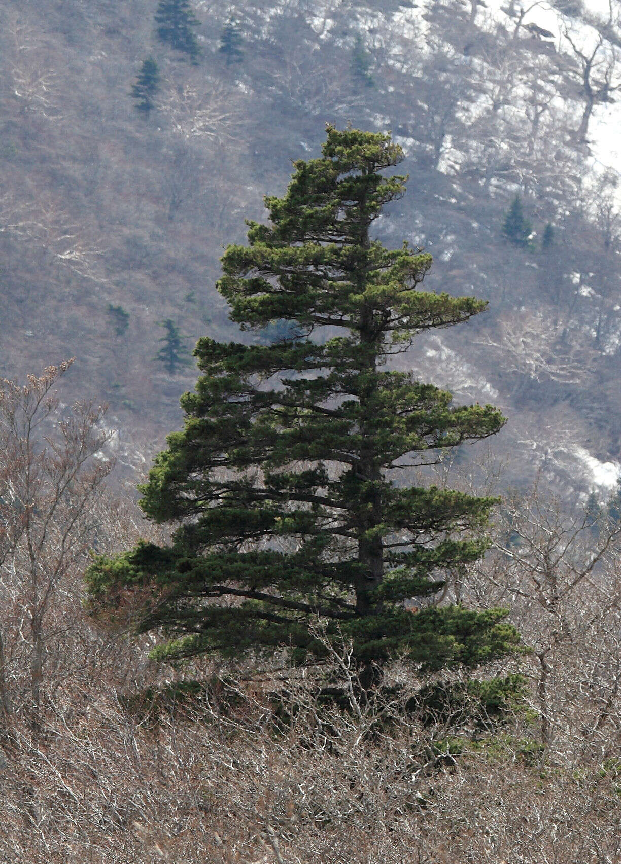 Image of Japanese White Pine