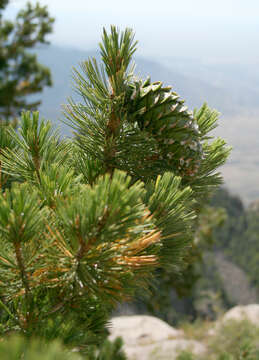 Слика од Pinus flexilis E. James