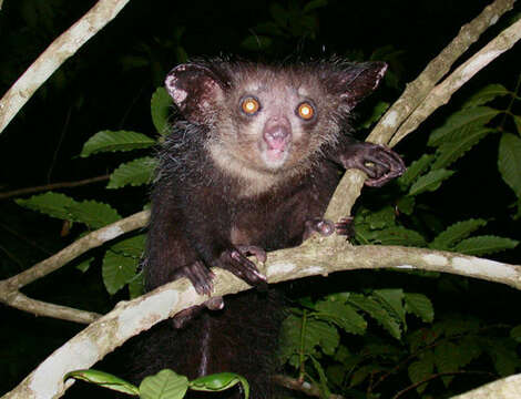 Image of aye aye