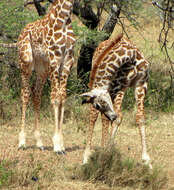 Image of Giraffes