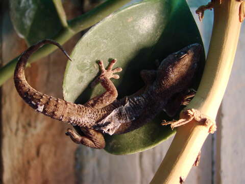 Image of American Wall Gecko