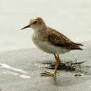 Imagem de Calidris subminuta (Middendorff 1853)