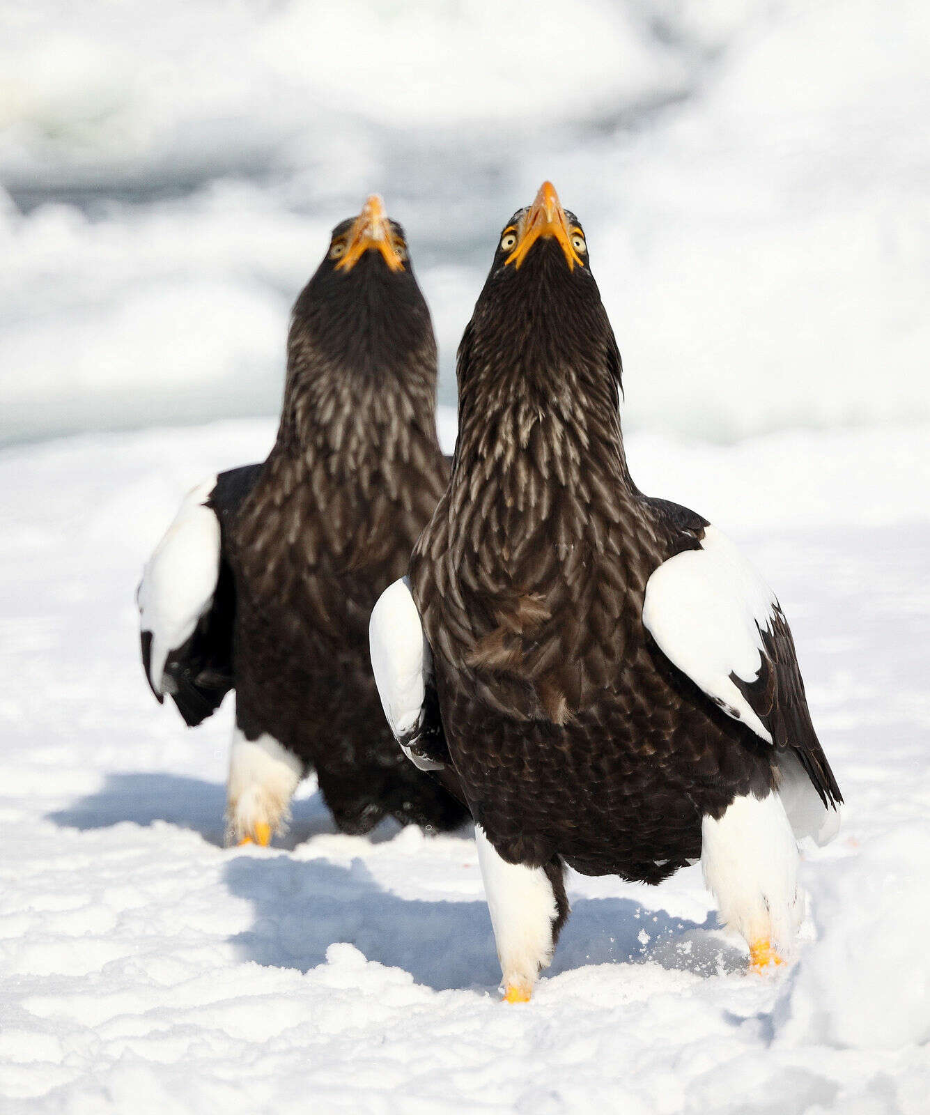 Image of Sea eagles