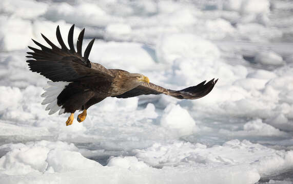 Image of Sea eagles