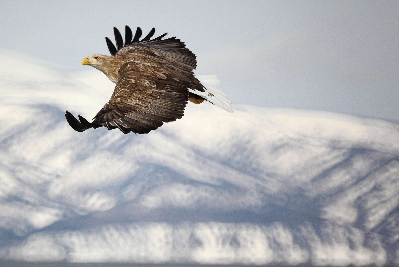 Image of Sea eagles