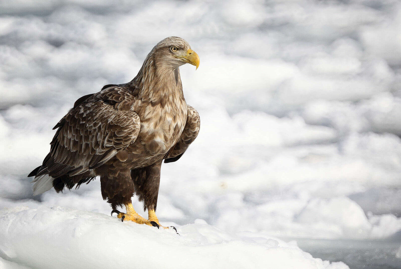 Image of Sea eagles