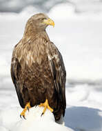 Image of Sea eagles