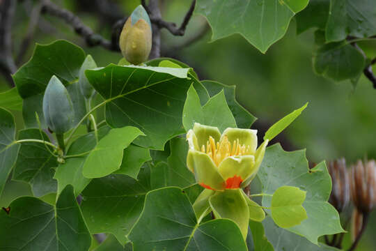 Image of Tulip Trees