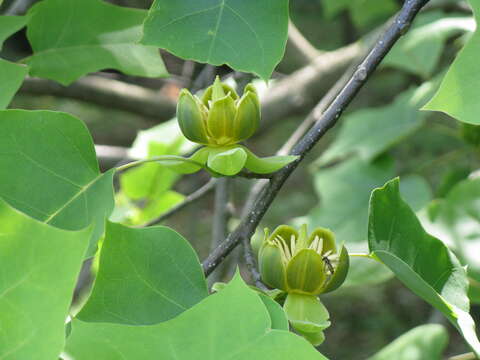 Image of Tulip Trees