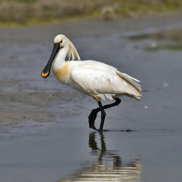 Image of Platalea Linnaeus 1758