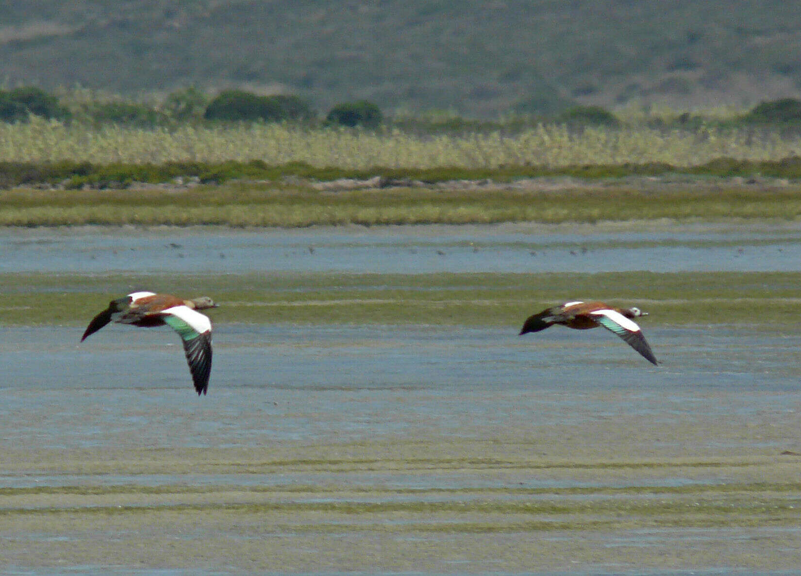 Image of Typical Shelducks