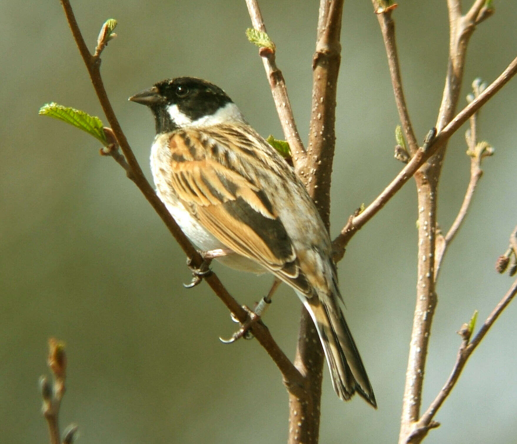 Image of New World sparrows