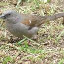 Image of Abyssinian Gray-headed Sparrow