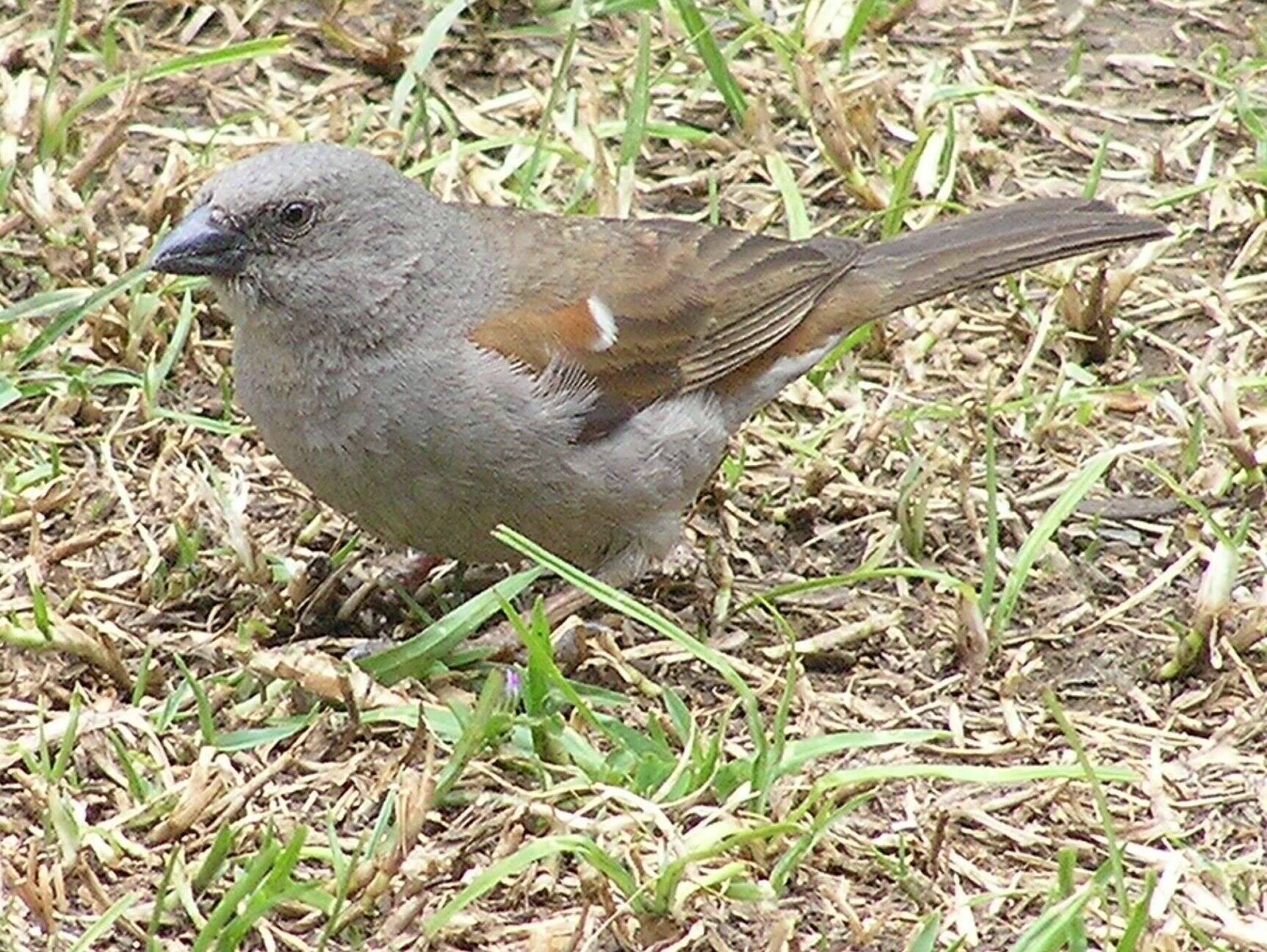 Image of Old World sparrows