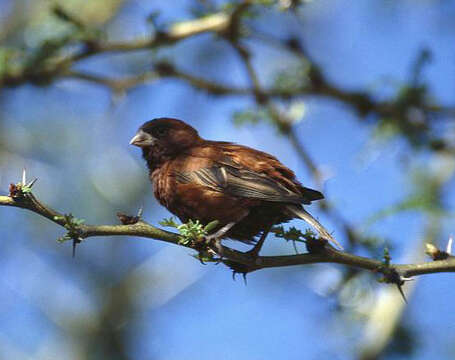 Image of Chestnut Sparrow