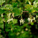 Image of snow currant