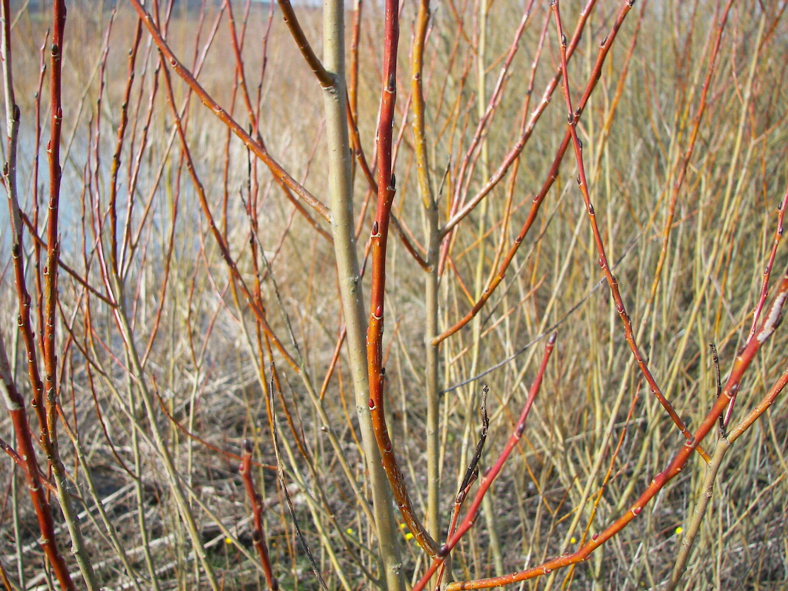 صورة Salix