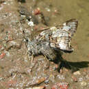 Image of Short-tailed Skipper