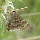 Image of Acacia Skipper