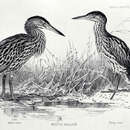 Image of New Zealand Bittern