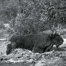 Image of Bison bonasus caucasicus (Turkin & Satunin 1904)