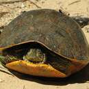 Image of Alabama Redbelly Turtle