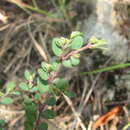 Image de Euphorbia garberi Engelm. ex Chapm.