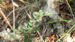 Euphorbia garberi Engelm. ex Chapm.的圖片