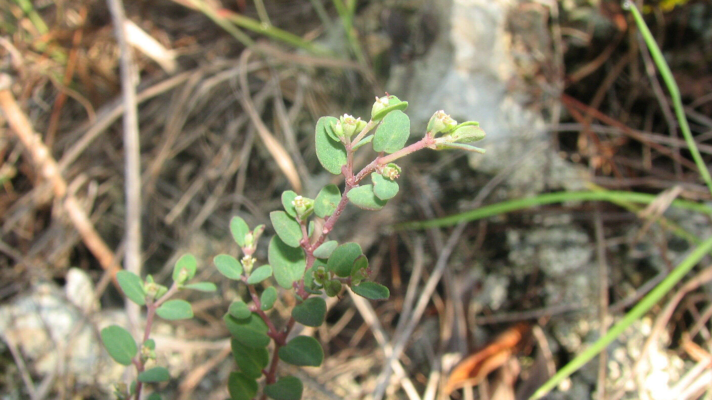 Image of Garber's spurge