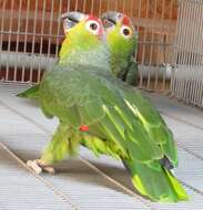 Image of Red-lored Parrot, Red-lored Amazon