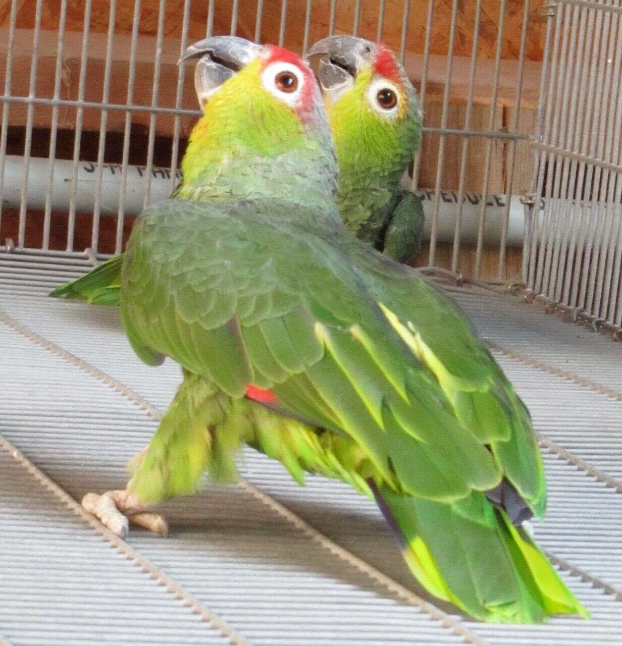 Image of Red-lored Parrot, Red-lored Amazon