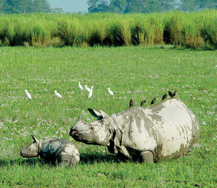 Image of Indian and Javan Rhinoceroses