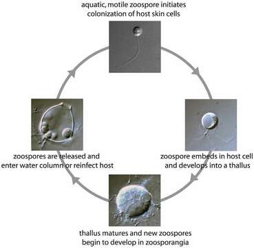 Plancia ëd Chytridiomycota