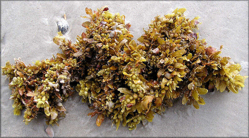 Image of <i>Sargassum natans</i> (Linnaeus) Gaillon