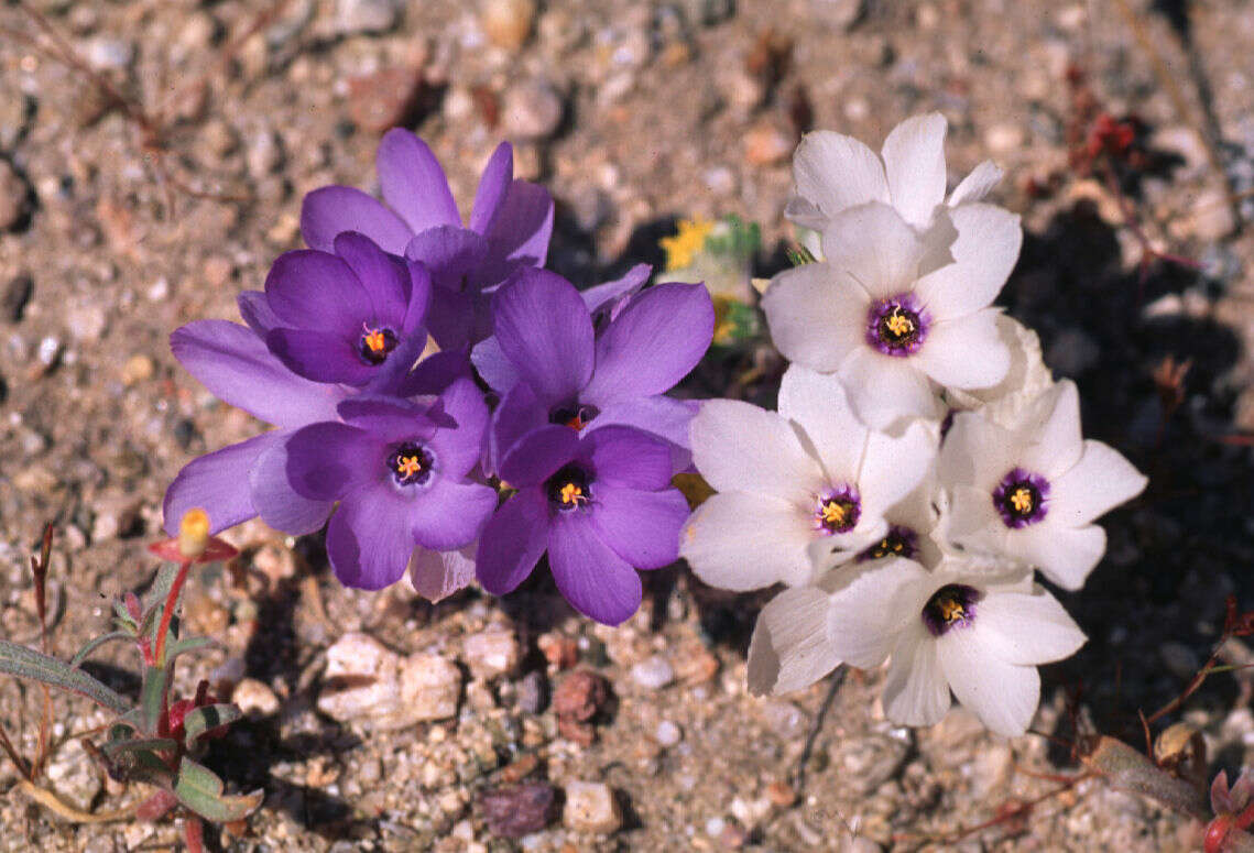 Plancia ëd Linanthus