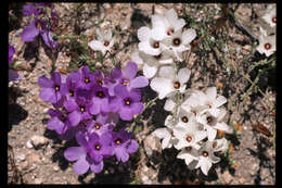 Plancia ëd Linanthus