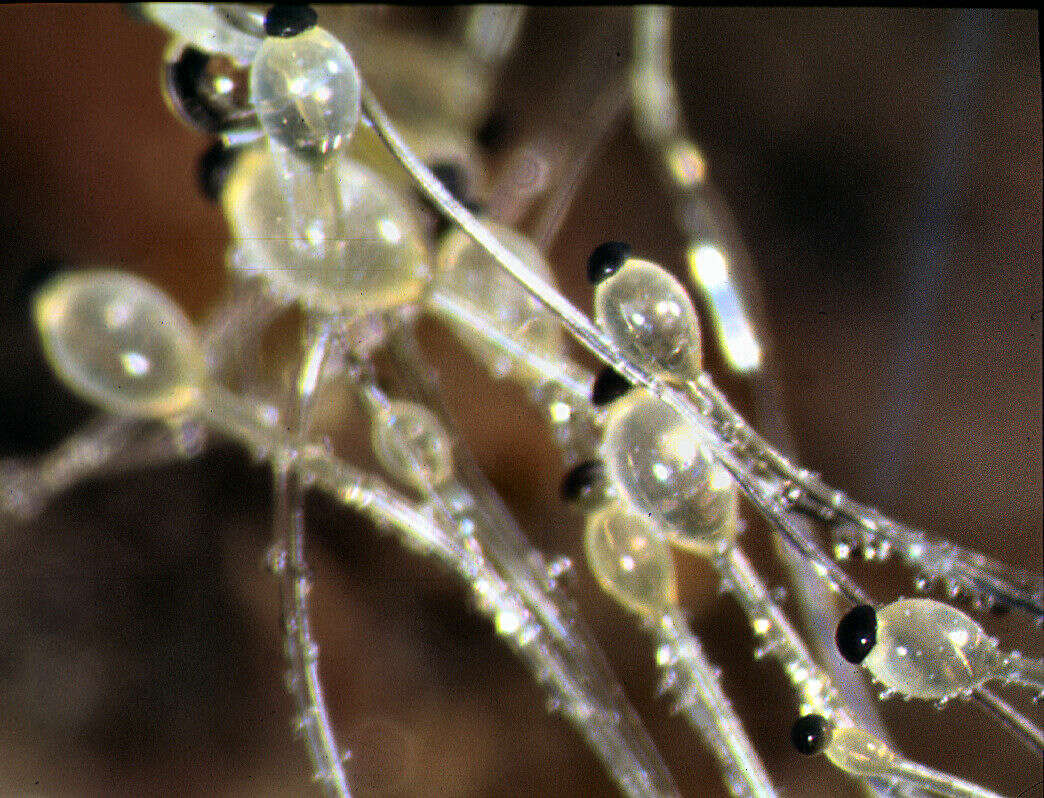 Image of Mucoromycotina