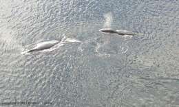 Image of right whales and bowhead whales