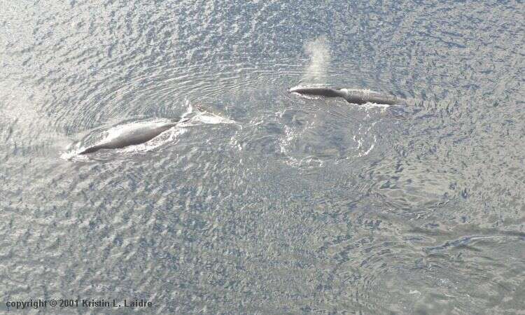 Image of right whales and bowhead whales