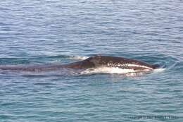 Image of right whales and bowhead whales