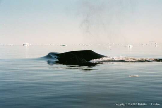 Image of right whales and bowhead whales