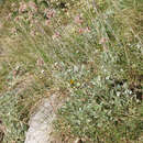 Image of Potentilla deorum Boiss. & Heldr.