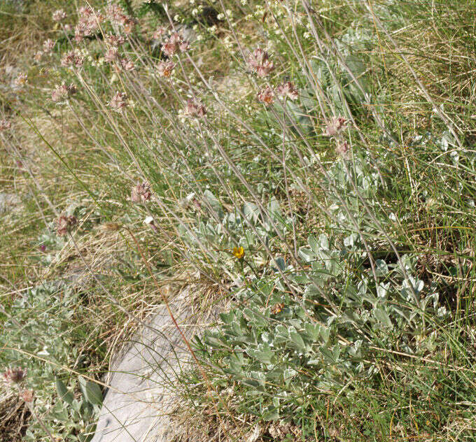 Image of Potentilla deorum Boiss. & Heldr.