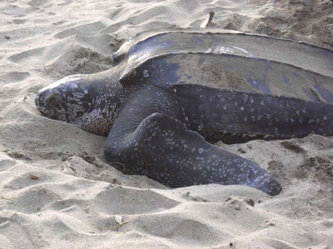 Image of Leatherback sea turtle