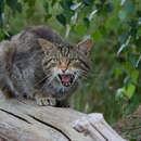 Image of European wildcat